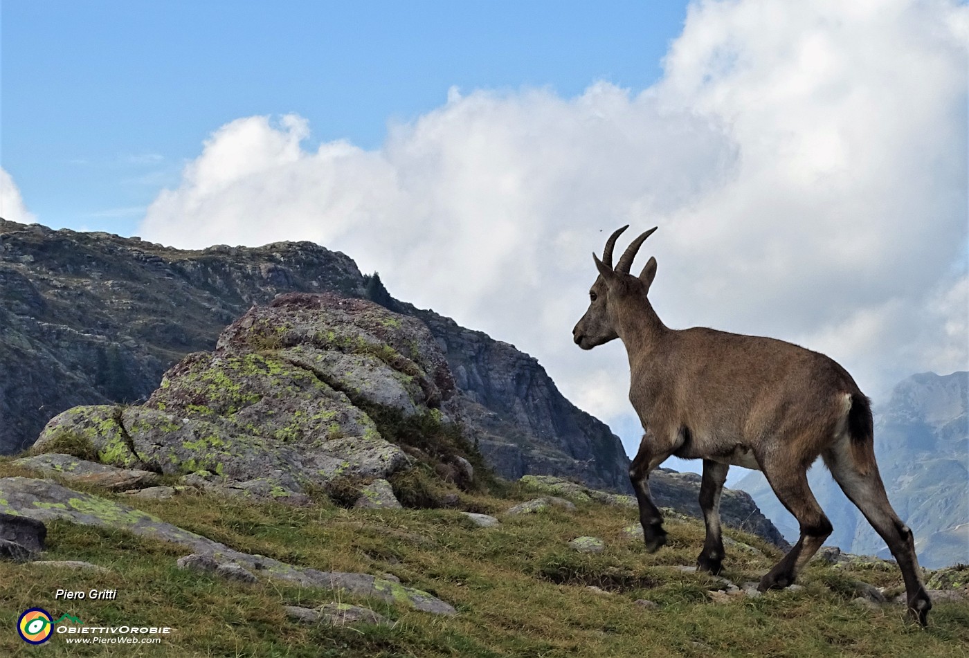 85 Stambecco femmina al Passo di Mezzeno ( 2144 m).JPG